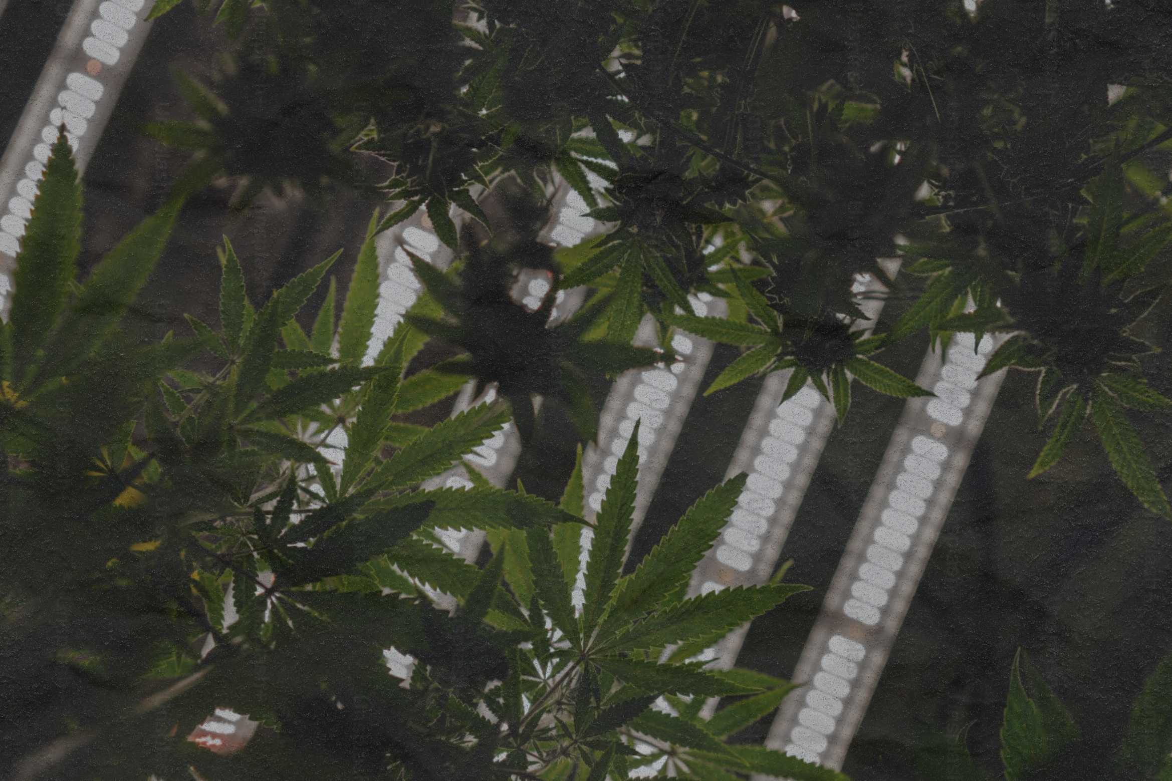 Indoor vs. Greenhouse Cannabis Cultivation