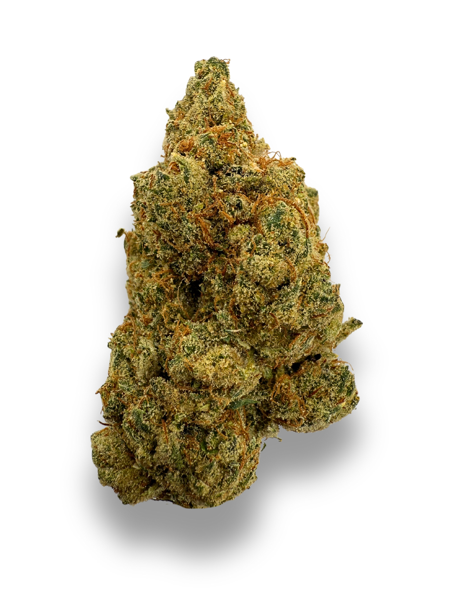 Super Silver Haze THCa Flower August Cannabis Club Indoor Living Soil