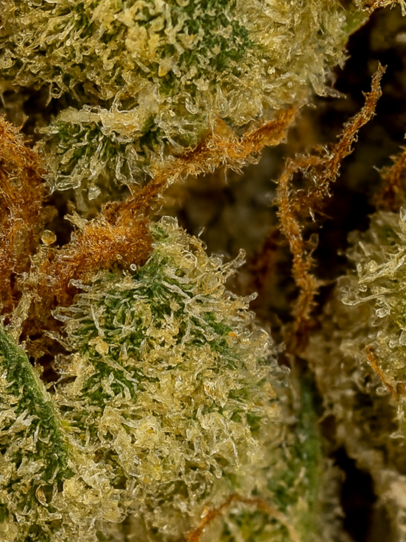 Super Silver Haze THCa Flower August Cannabis Club Indoor Living Soil