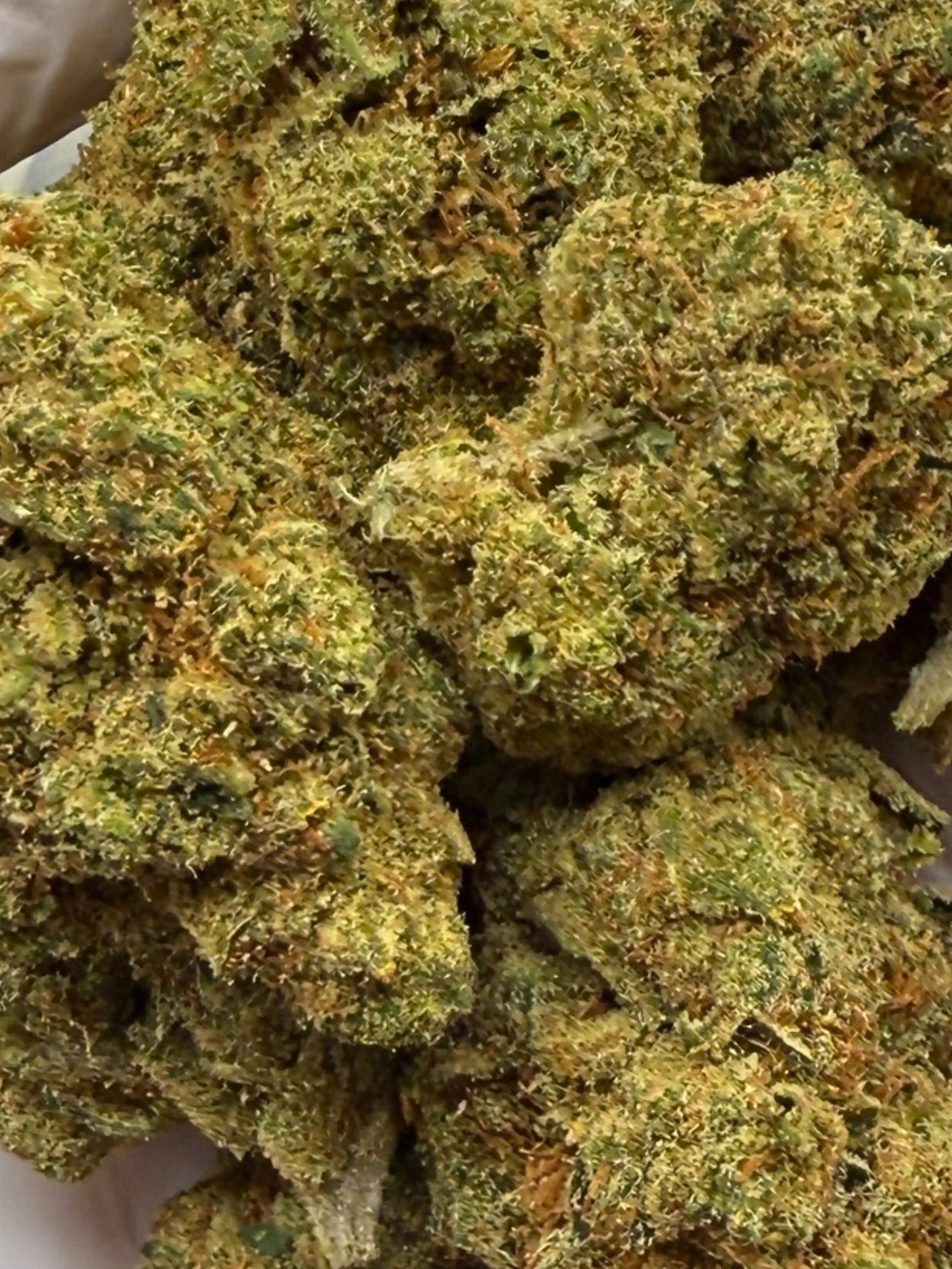 Super Silver Haze THCa Flower August Cannabis Club Indoor Living Soil