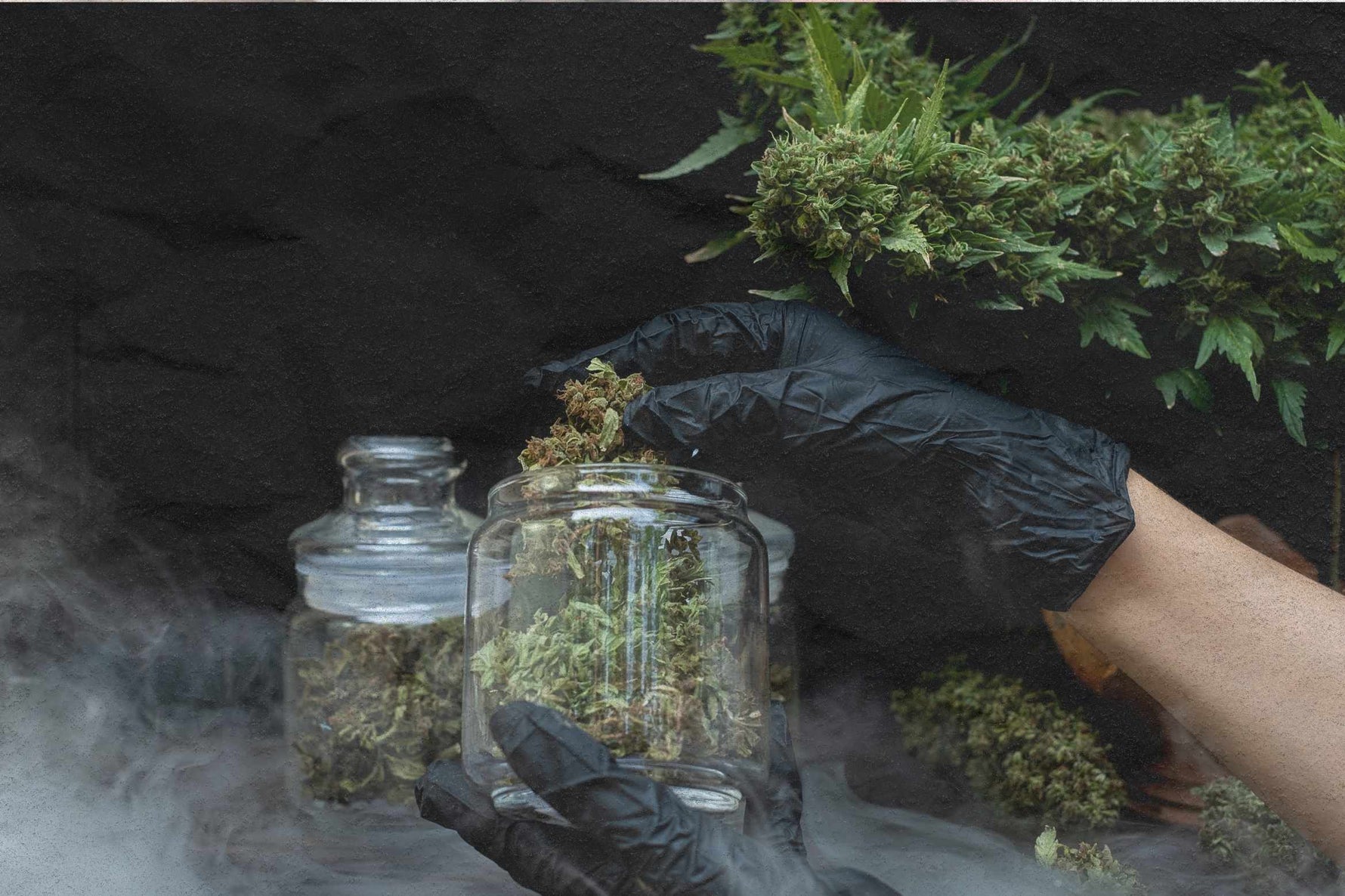 How to Tell if Weed is Good: Identifying Premium Cannabis