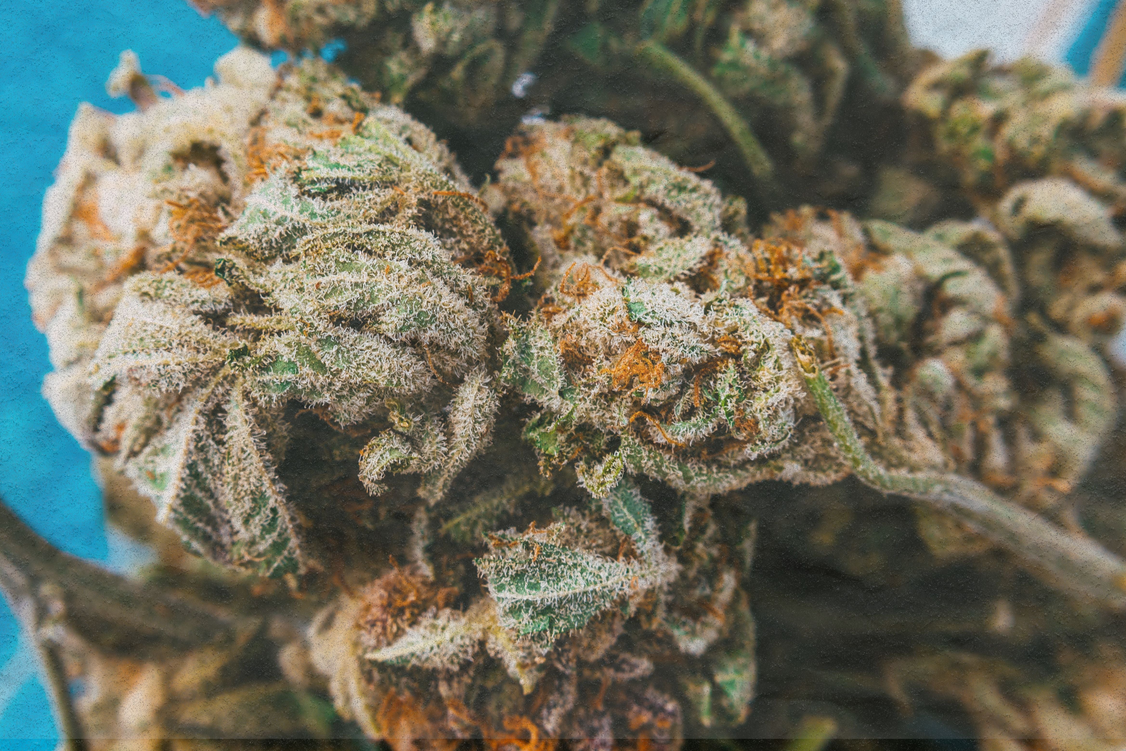 Trichomes on Weed: Understanding Their Role and Importance