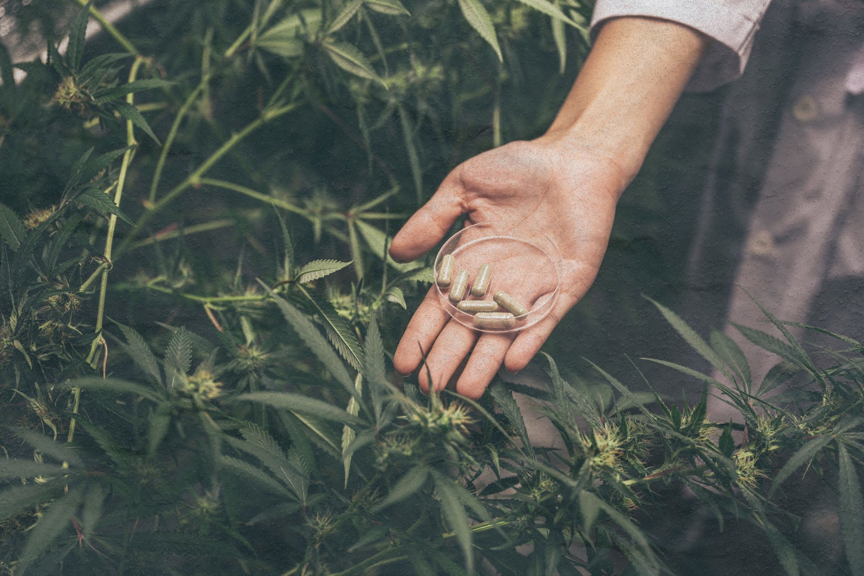 THCa in Pain Management: How Cannabinoids Alleviate Chronic Pain