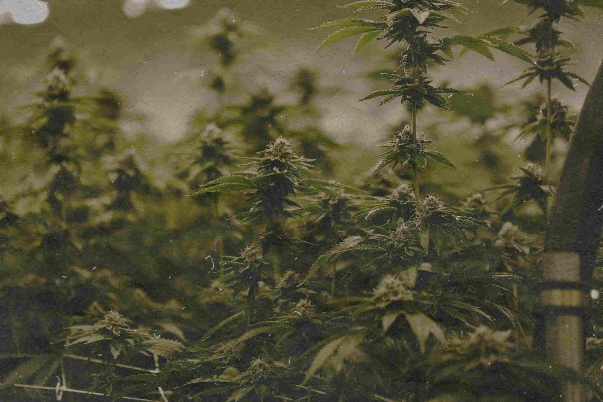 Cultivating High-THCA Strains: A Grower’s Guide