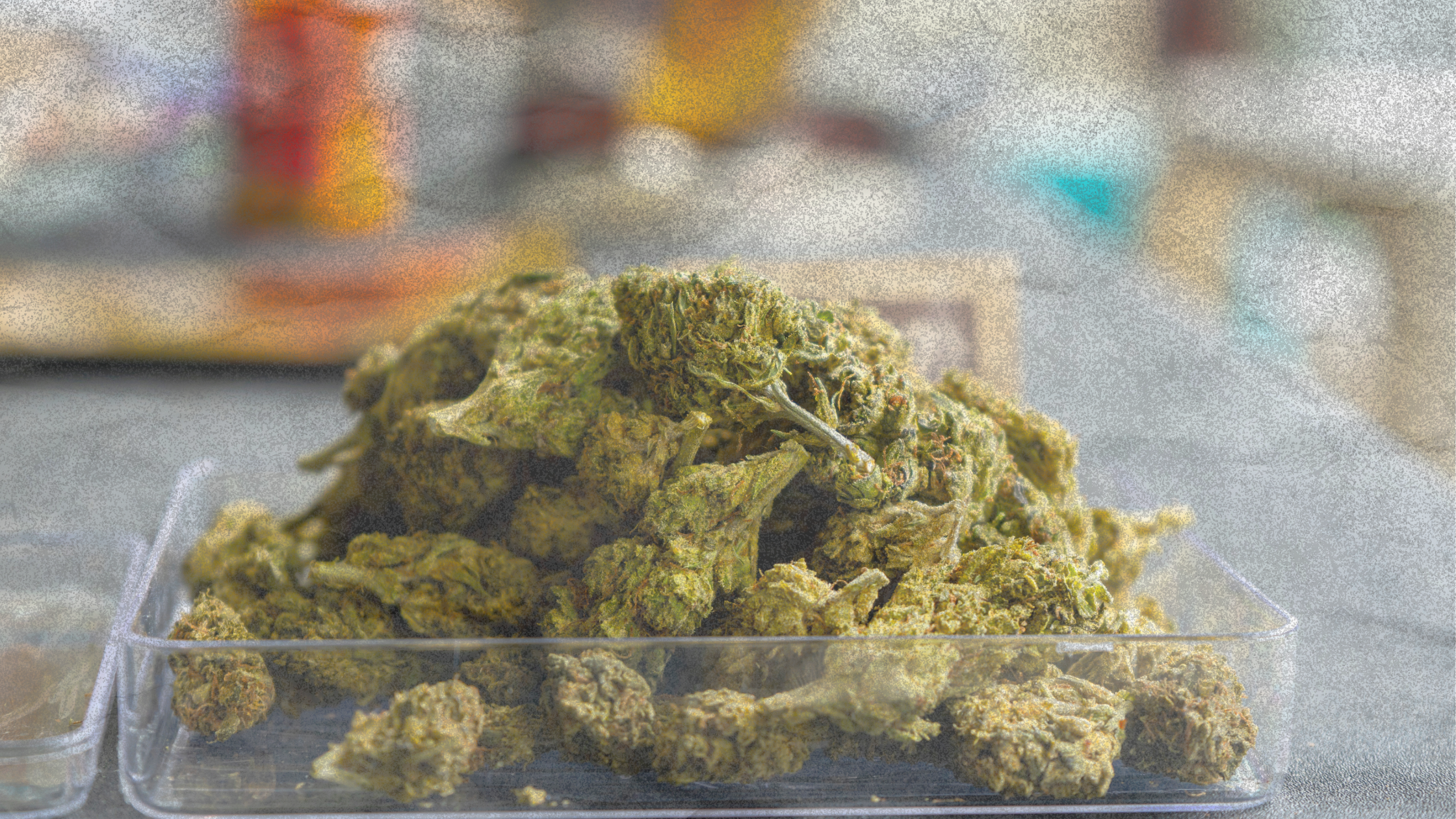 Want to Know the Real Difference Between Indica and Sativa?