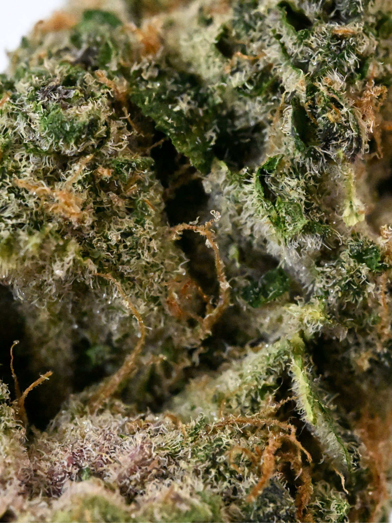 Tropicana Cookies THCA Flower August Cannabis Club Indoor