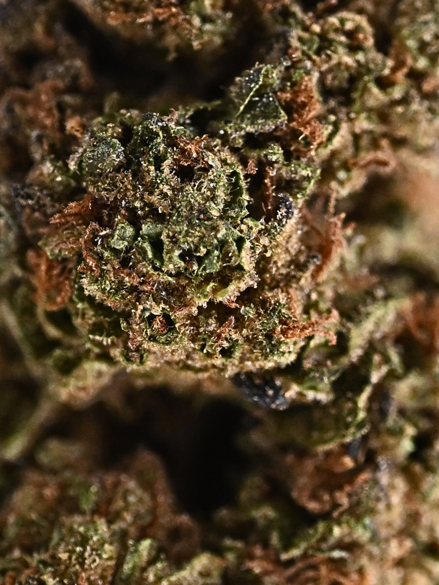 Bohemian Soap Greenhouse Sativa August Cannabis Club THCA Flower