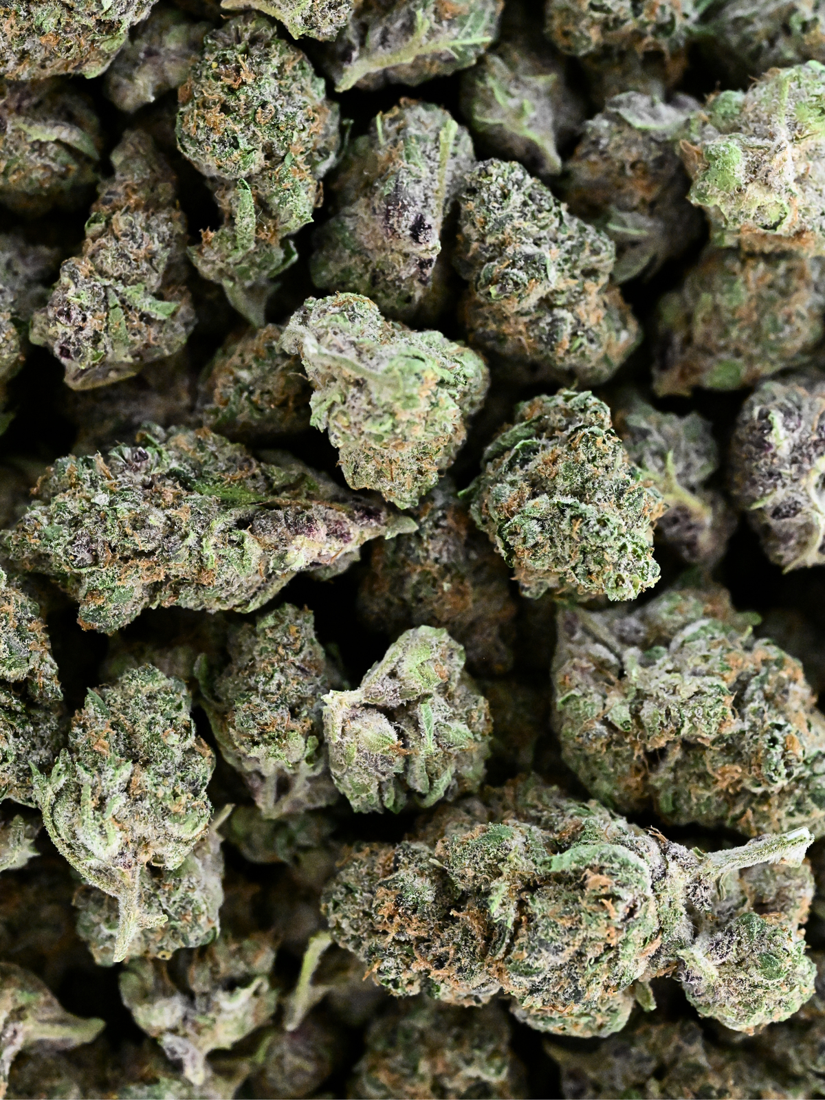 Tropicana Cookies THCA Flower August Cannabis Club Indoor Flower Sativa