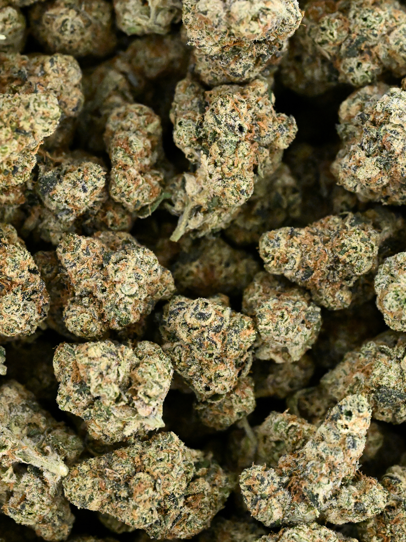 Truffle Tart THCA August Cannabis Club Sativa Flower