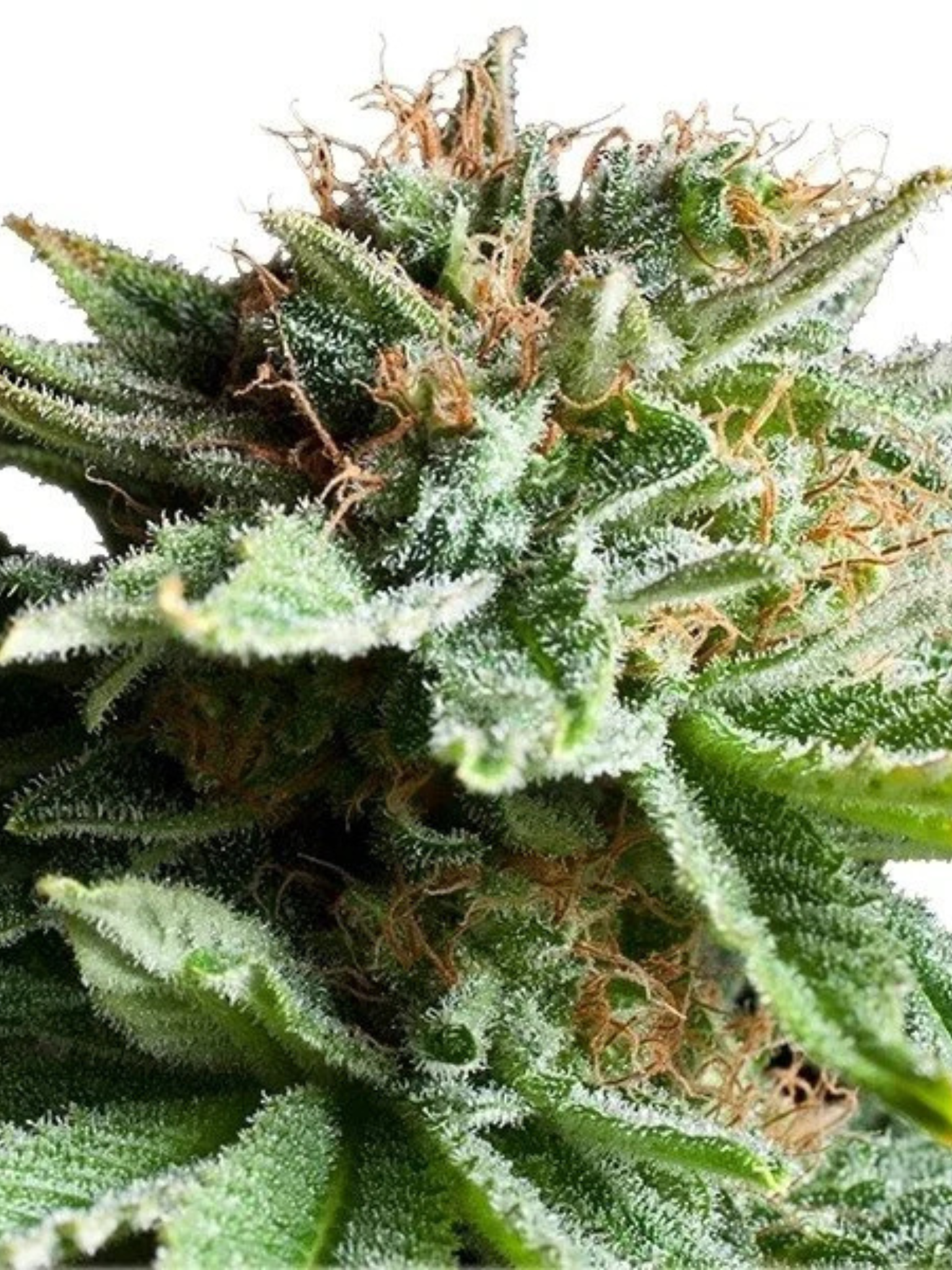 Sprouted 4 Count Feminized THCa Hemp Seeds | August Cannabis Club