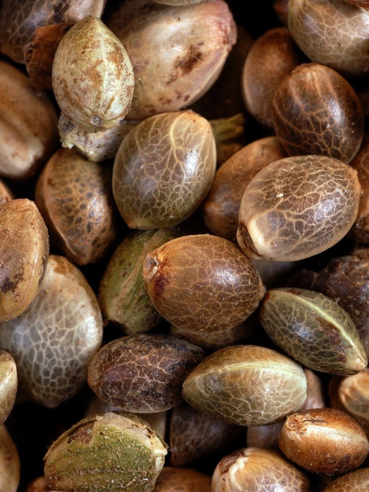 4 Count Feminized THCa Hemp Seeds – Autoflower