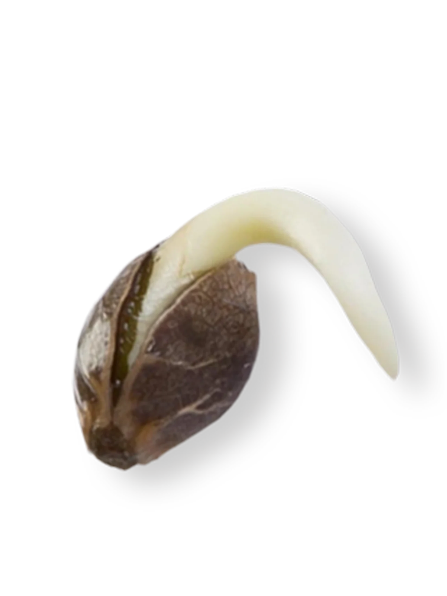 4 Count Feminized THCa Hemp Seeds – Autoflower