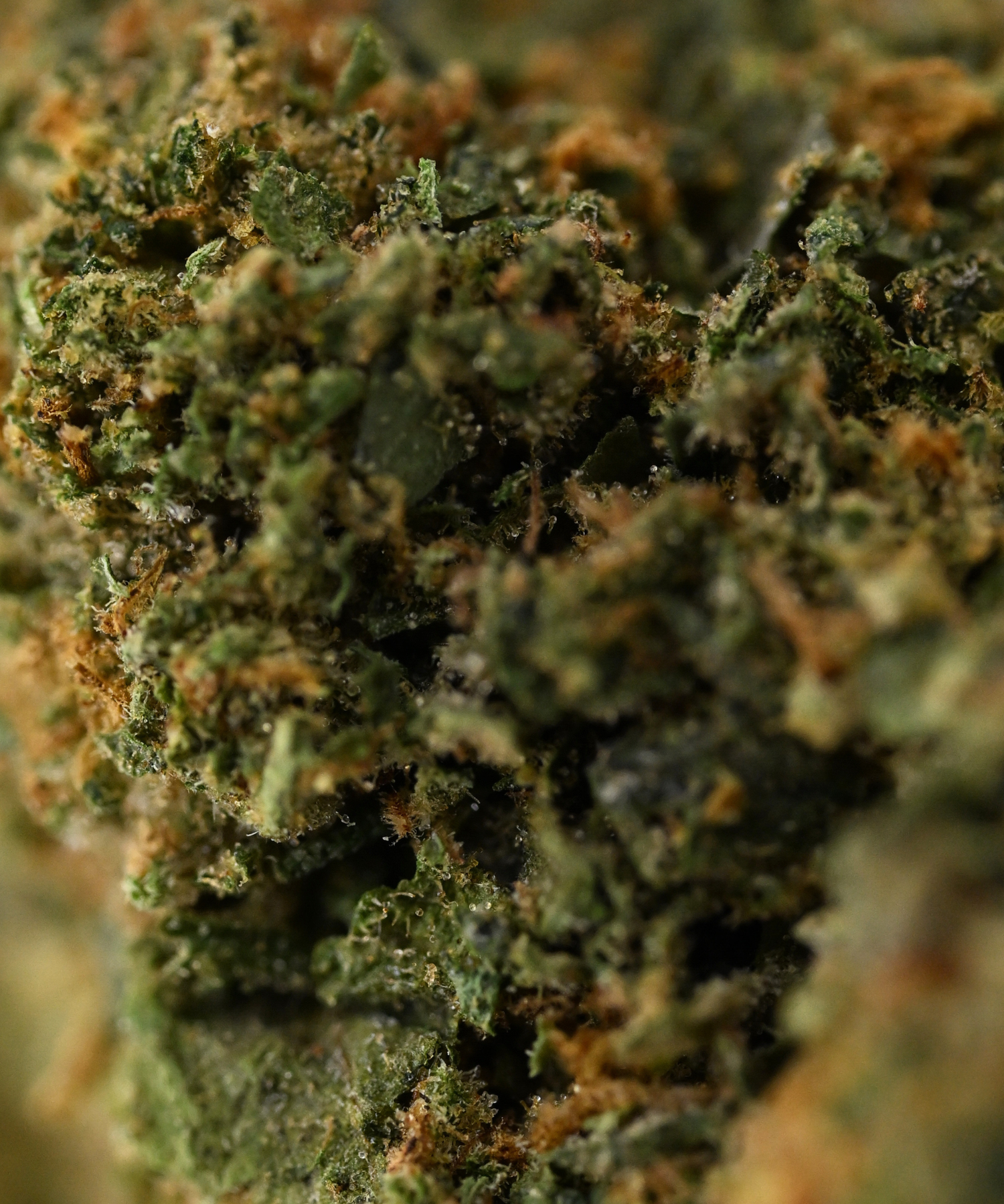 Acapulco Gold THCA Flower Greenhouse Living Soil August Cannabis Club