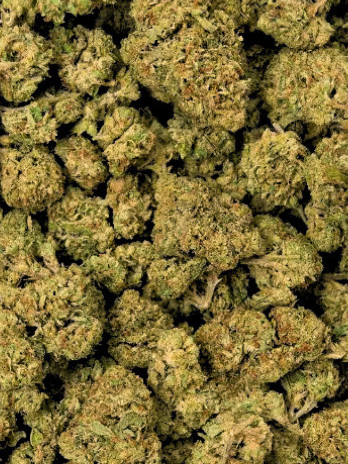 Bohemian Soap Greenhouse Sativa August Cannabis Club THCA Flower