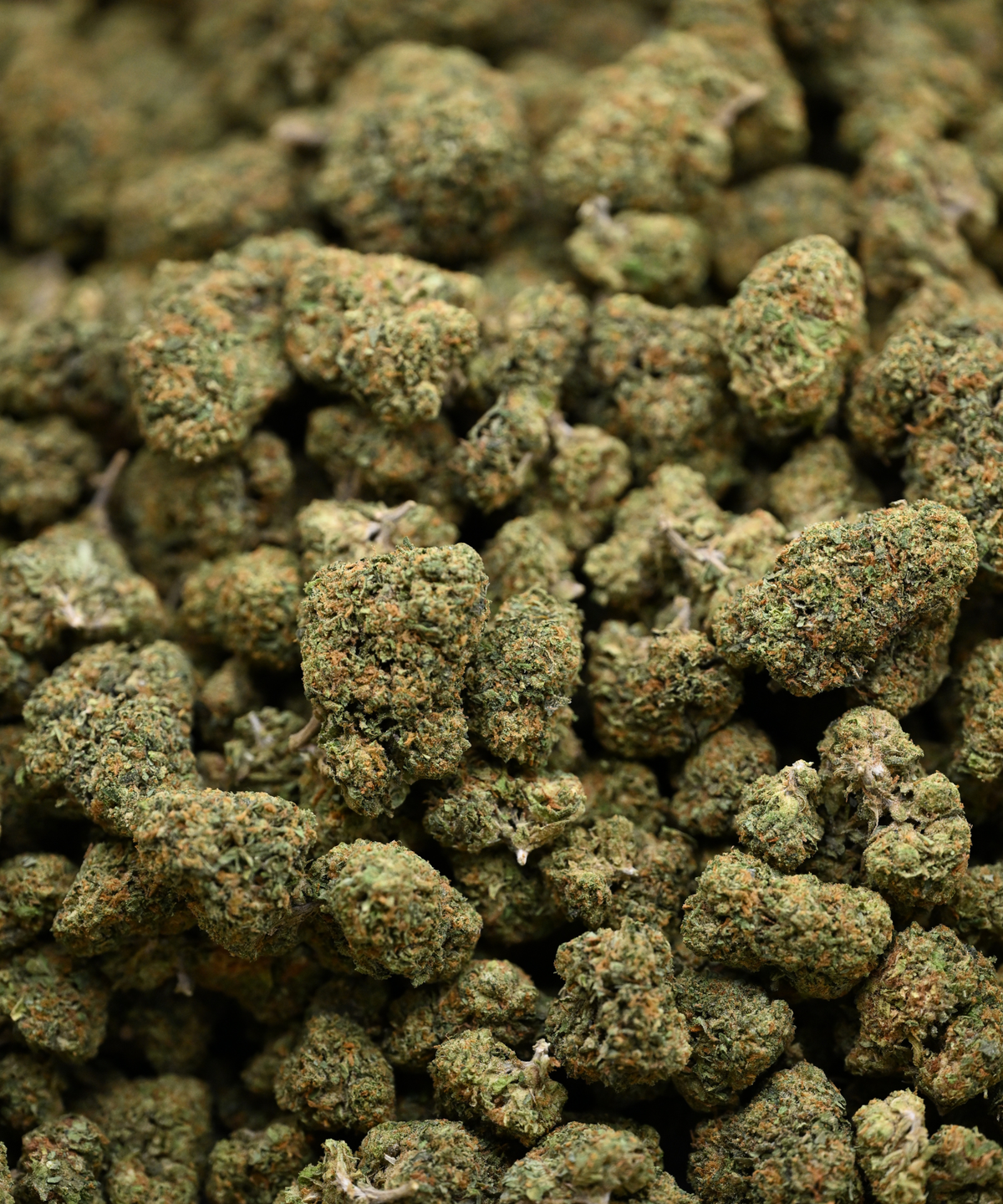 Acapulco Gold THCA Flower Greenhouse Living Soil August Cannabis Club