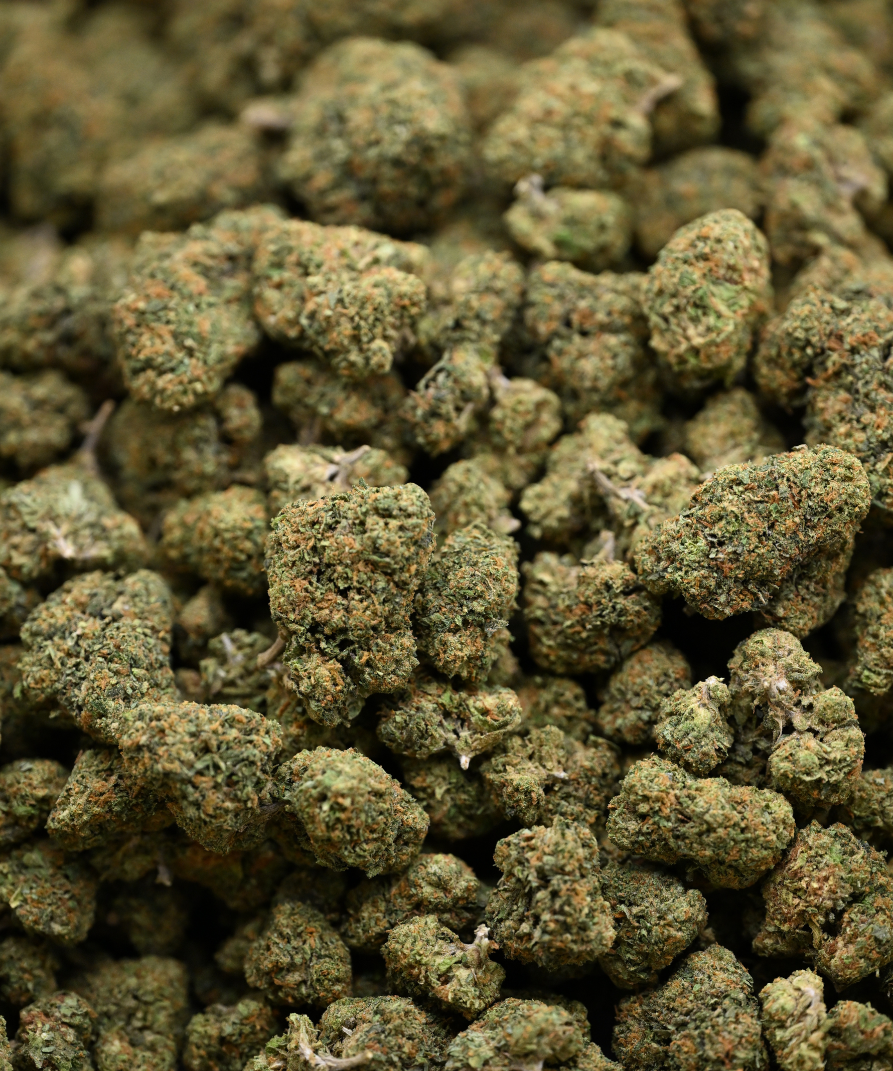 Acapulco Gold THCA Flower Greenhouse Living Soil August Cannabis Club