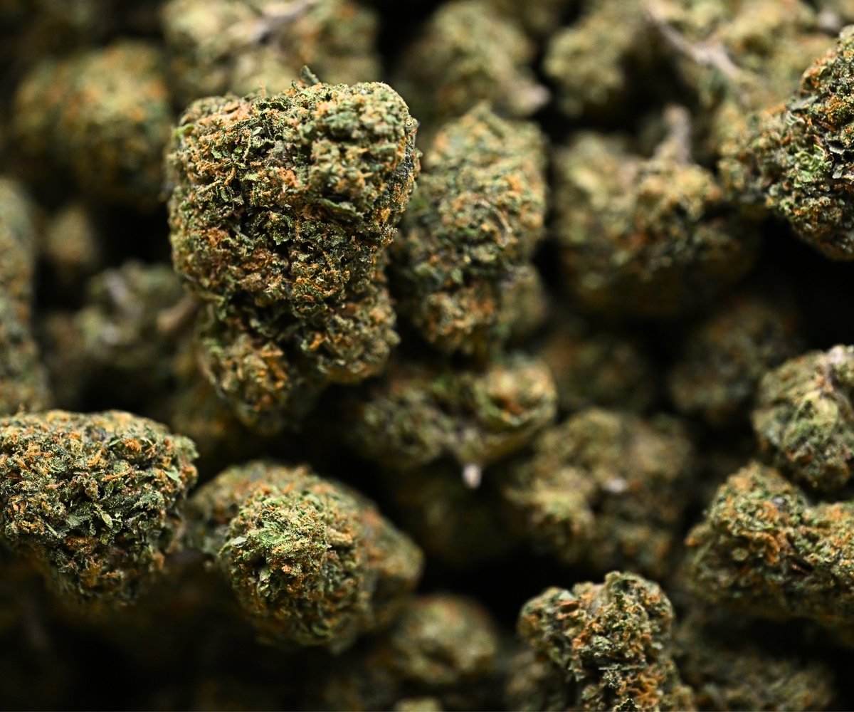 Acapulco Gold THCA Flower Greenhouse Living Soil August Cannabis Club