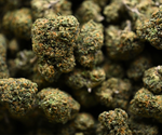 Acapulco Gold THCA Flower Greenhouse Living Soil August Cannabis Club