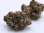 Apple Fritter August Cannabis Club THCA Flower Living Soil