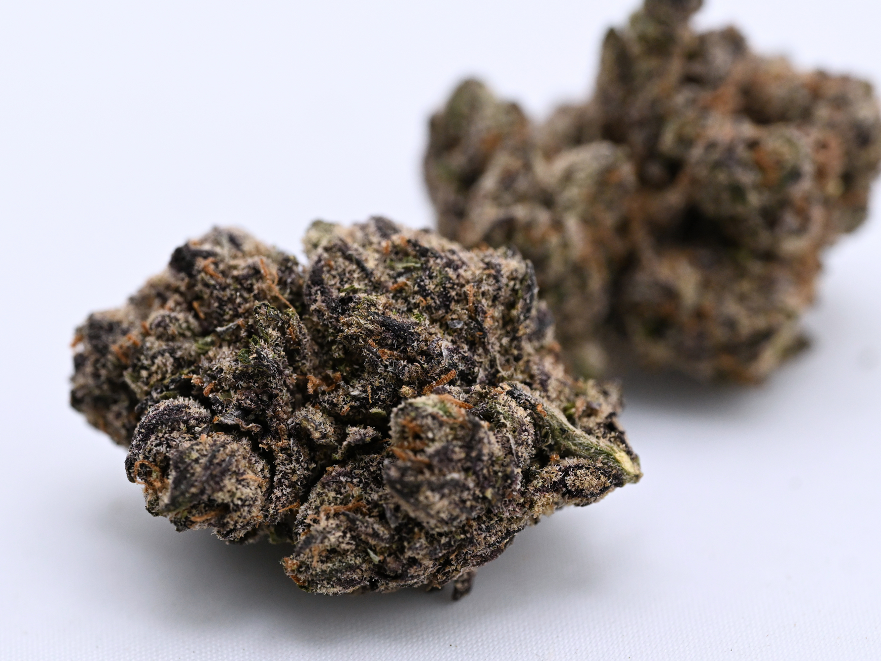 Apple Fritter August Cannabis Club THCA Flower Living Soil