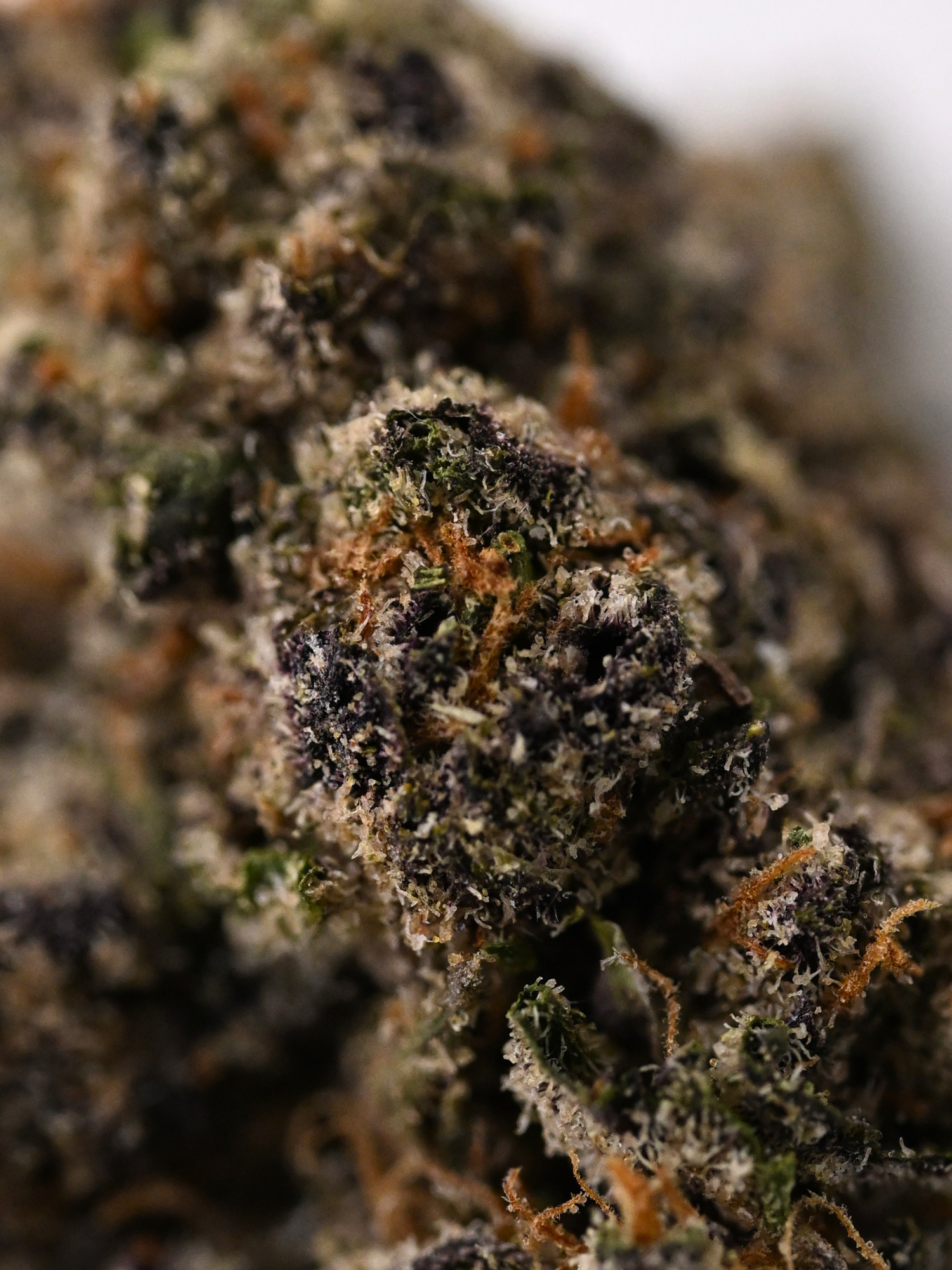 Apple Fritter August Cannabis Club THCA Flower Living Soil