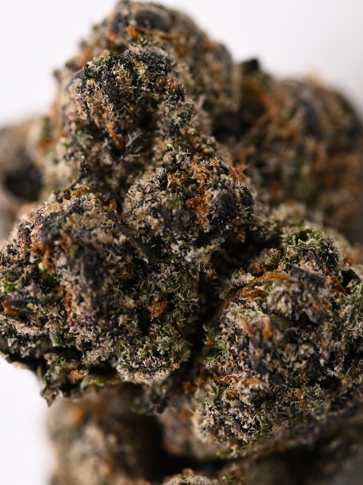 Apple Fritter August Cannabis Club THCA Flower Living Soil