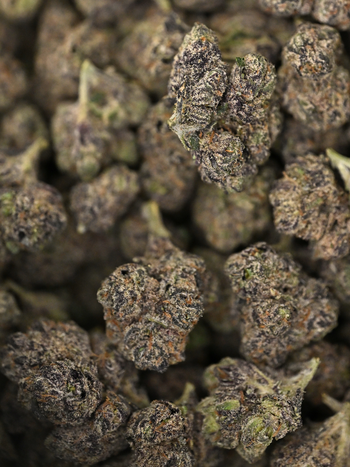 Apple Fritter August Cannabis Club THCA Flower Living Soil