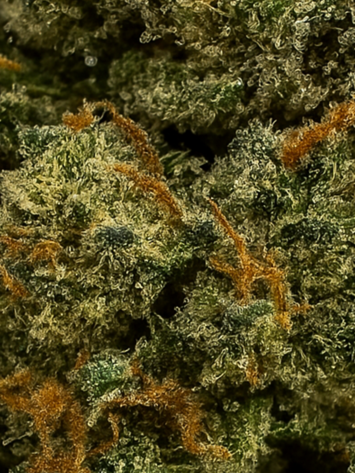 Apple Fritter - Exotic Smalls