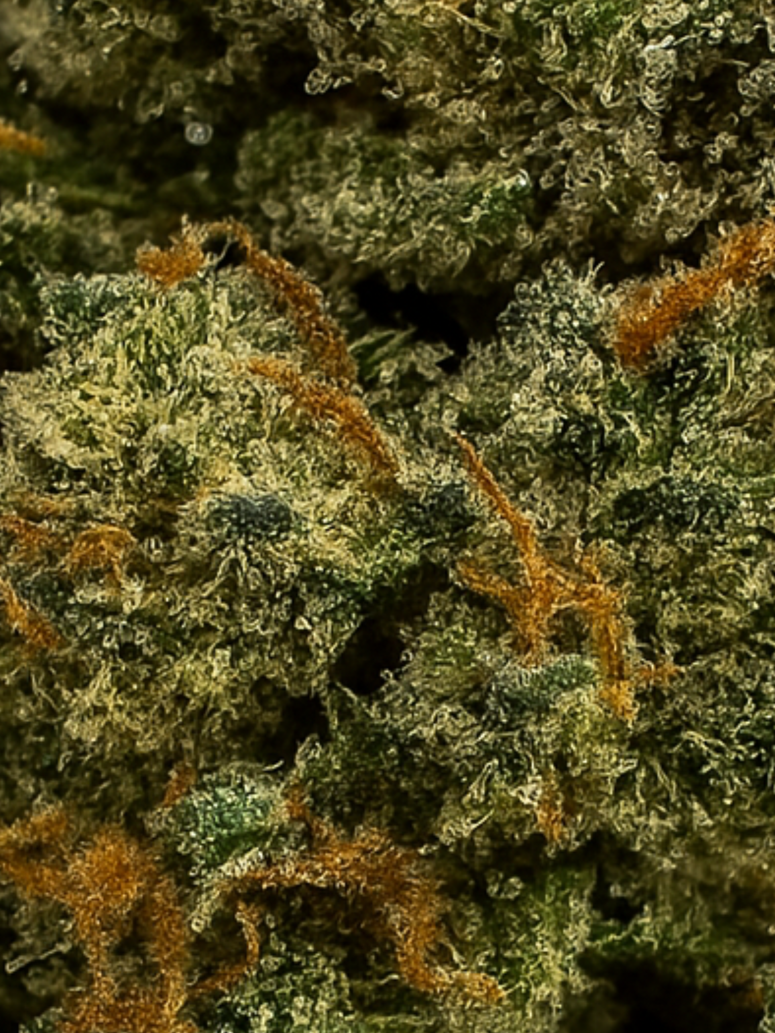 Apple Fritter - Exotic Smalls