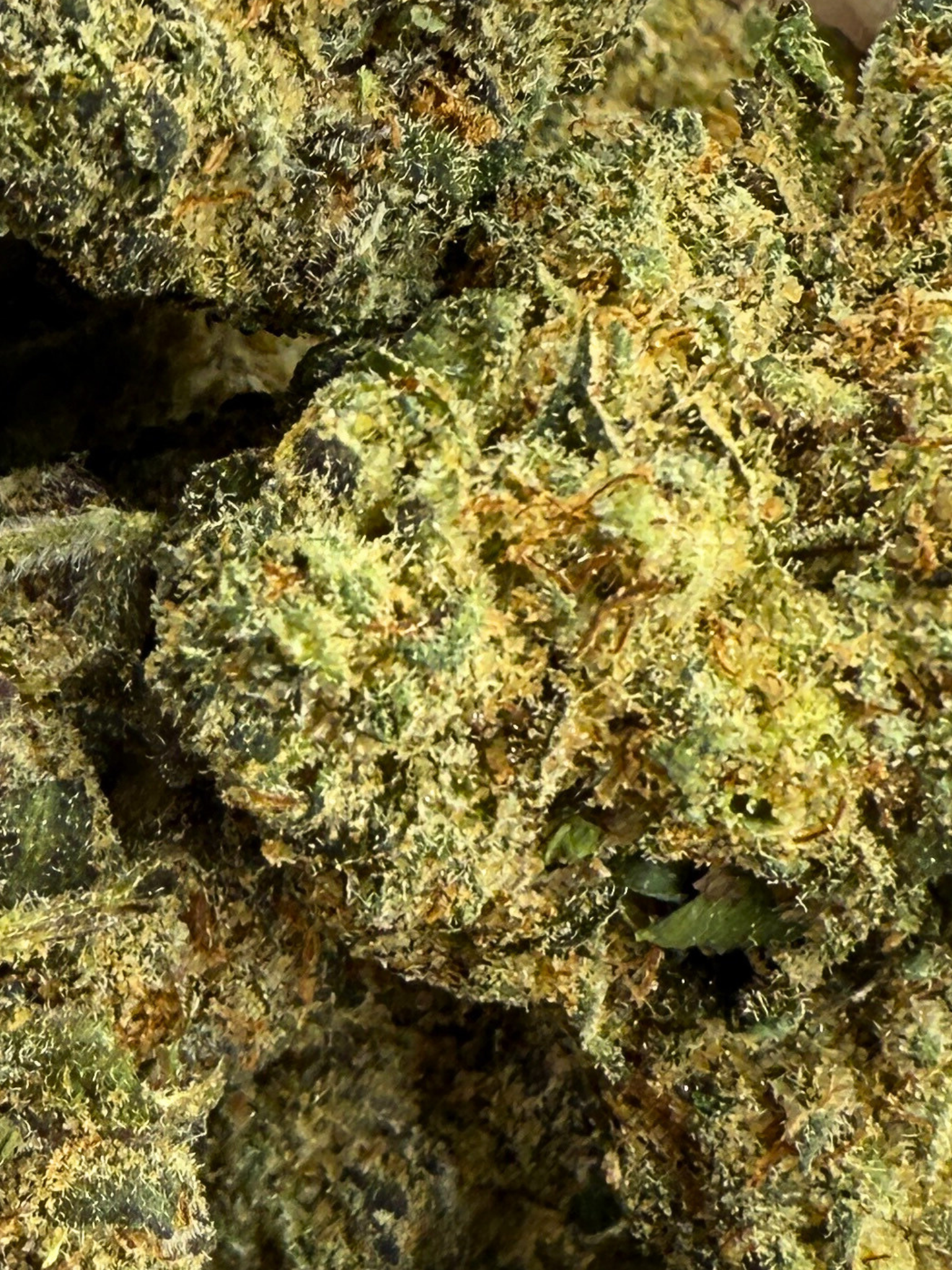 Apples and Bananas THCA Strain August Cannabis Club Hybrid