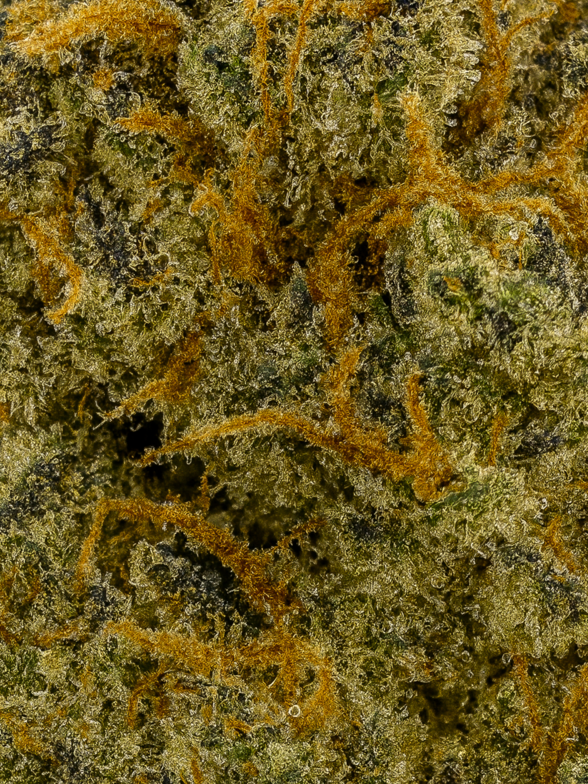 August Cannabis Club's Afghan THCA Flower Indoor Living Soil Closeup