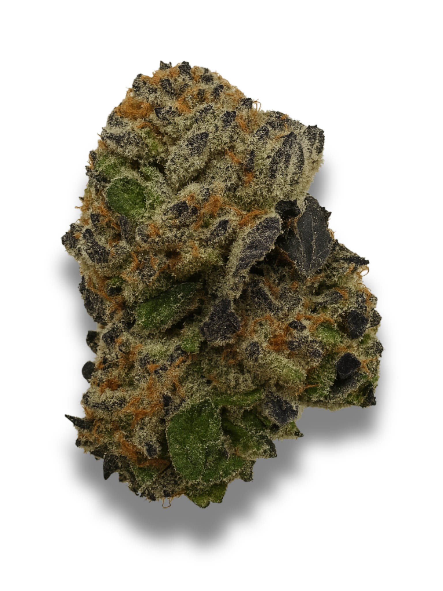 Aurora Indica