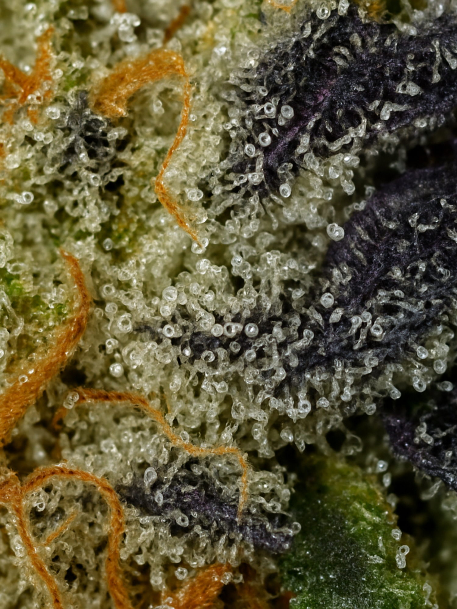 Aurora Indica