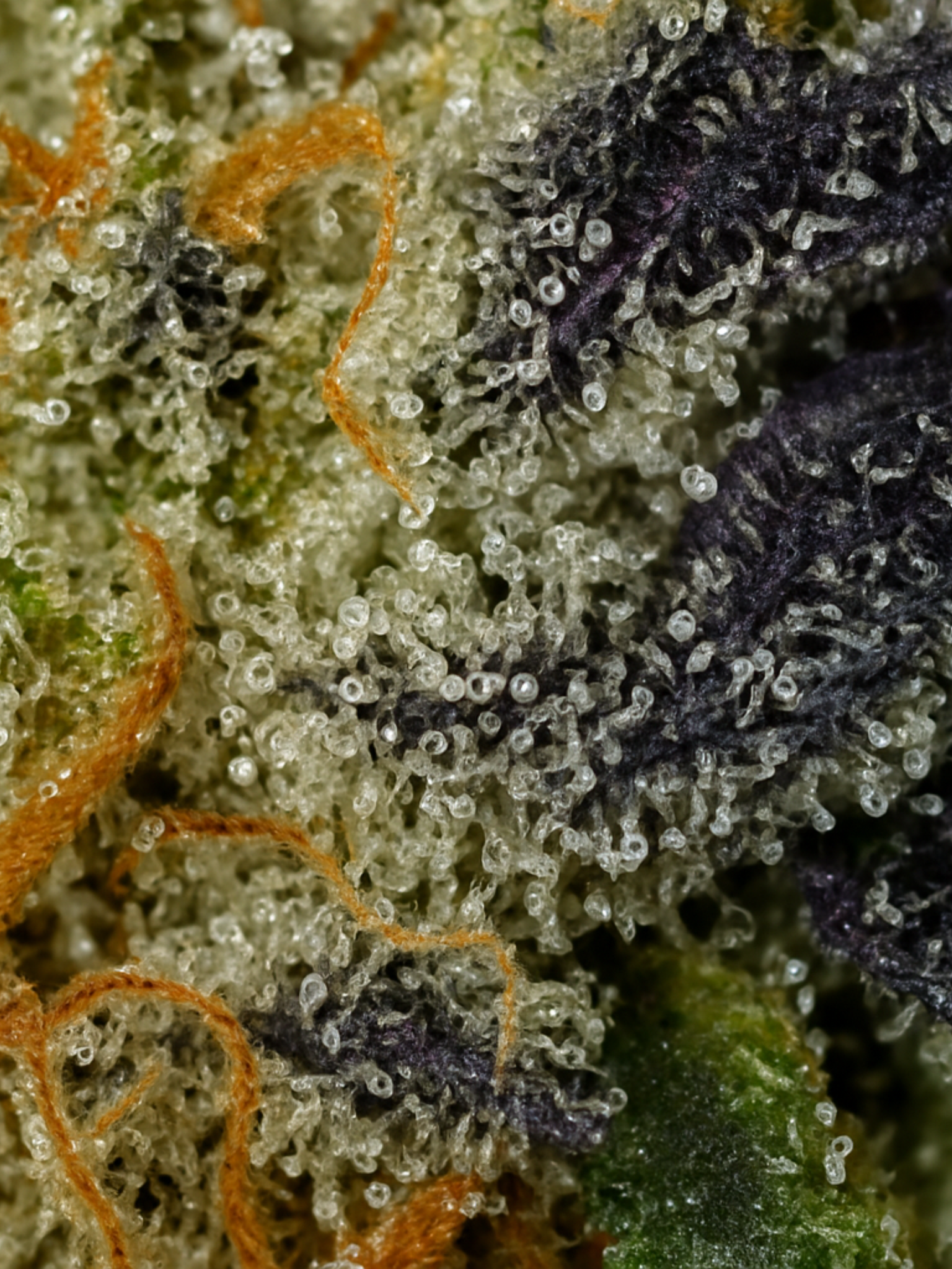 Aurora Indica