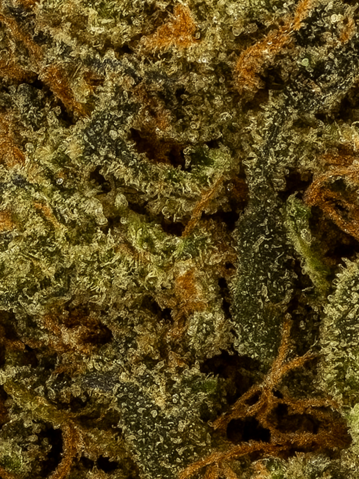 August Cannabis Club THCA Banana Zkittles Indoor Flower