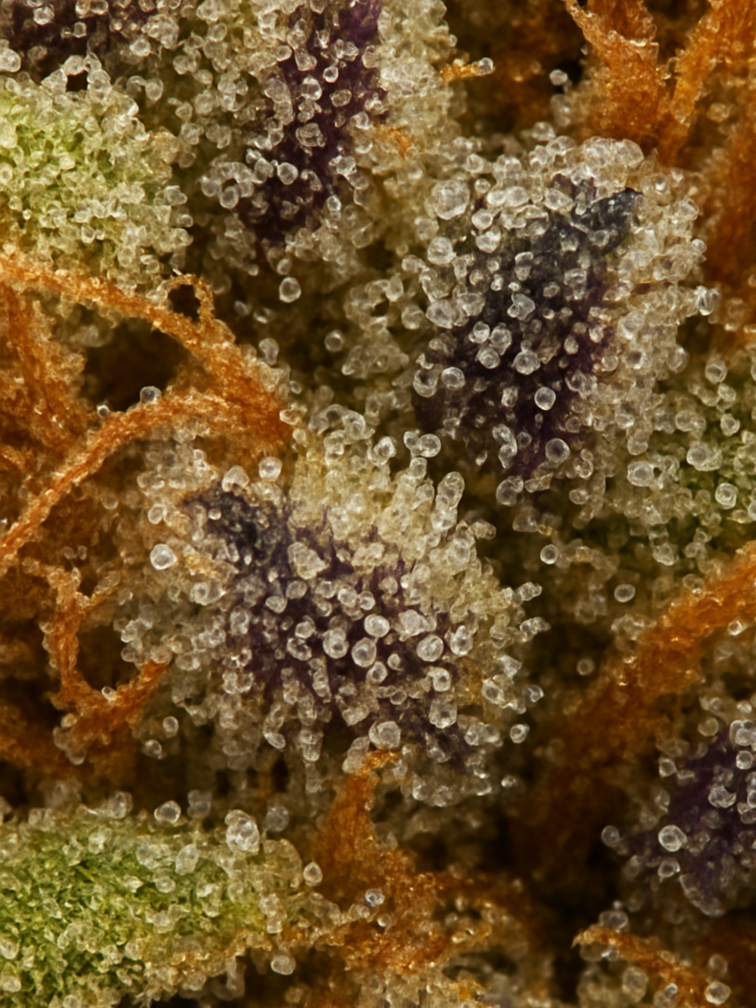 Biscotti Sherbet