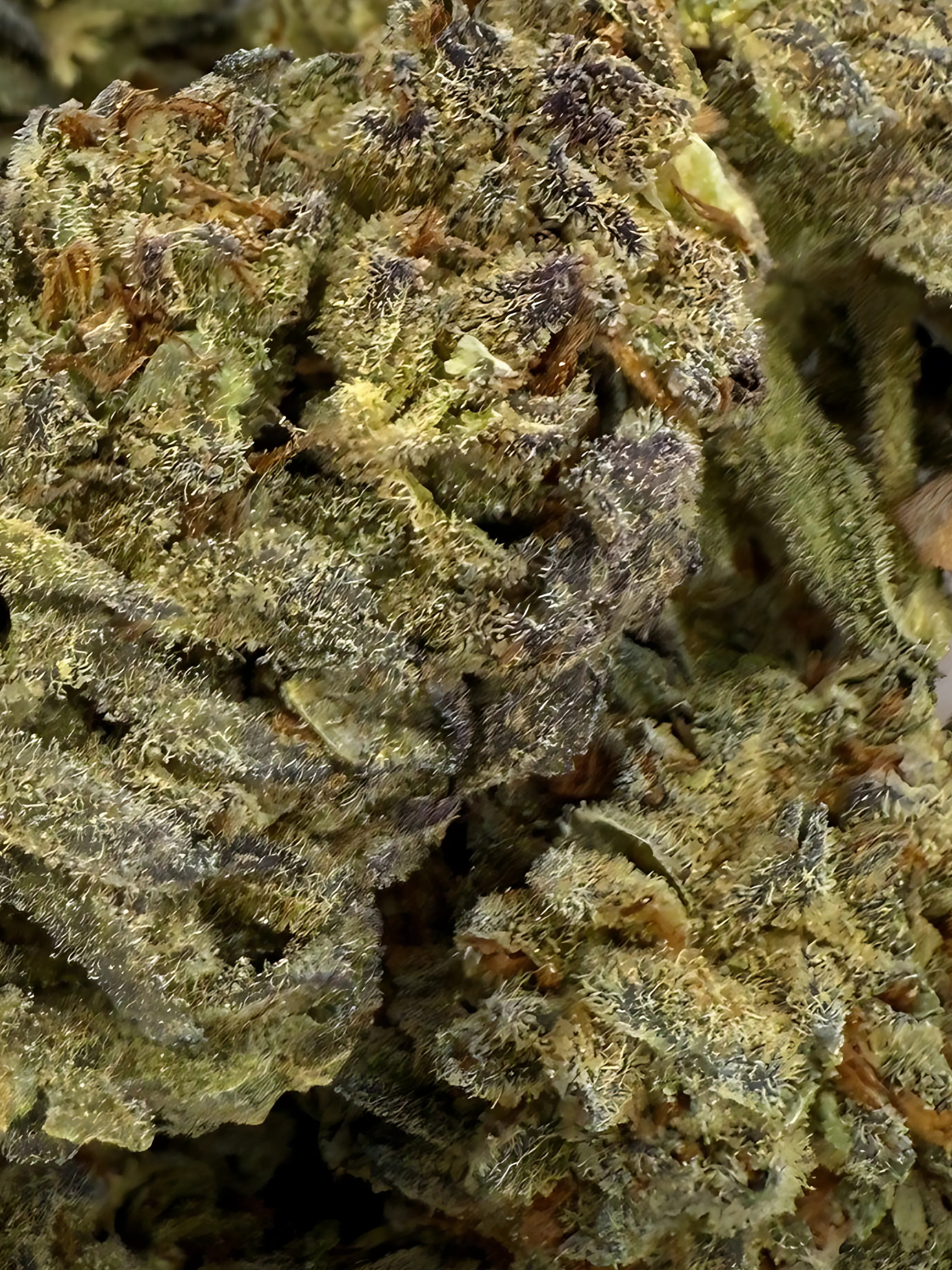Biscotti Sherbet