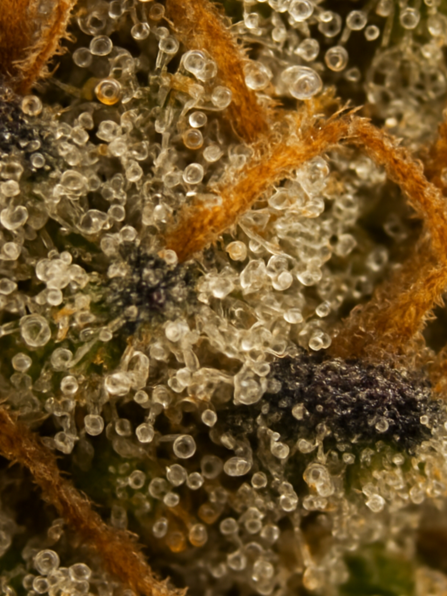 Black Cherry OG