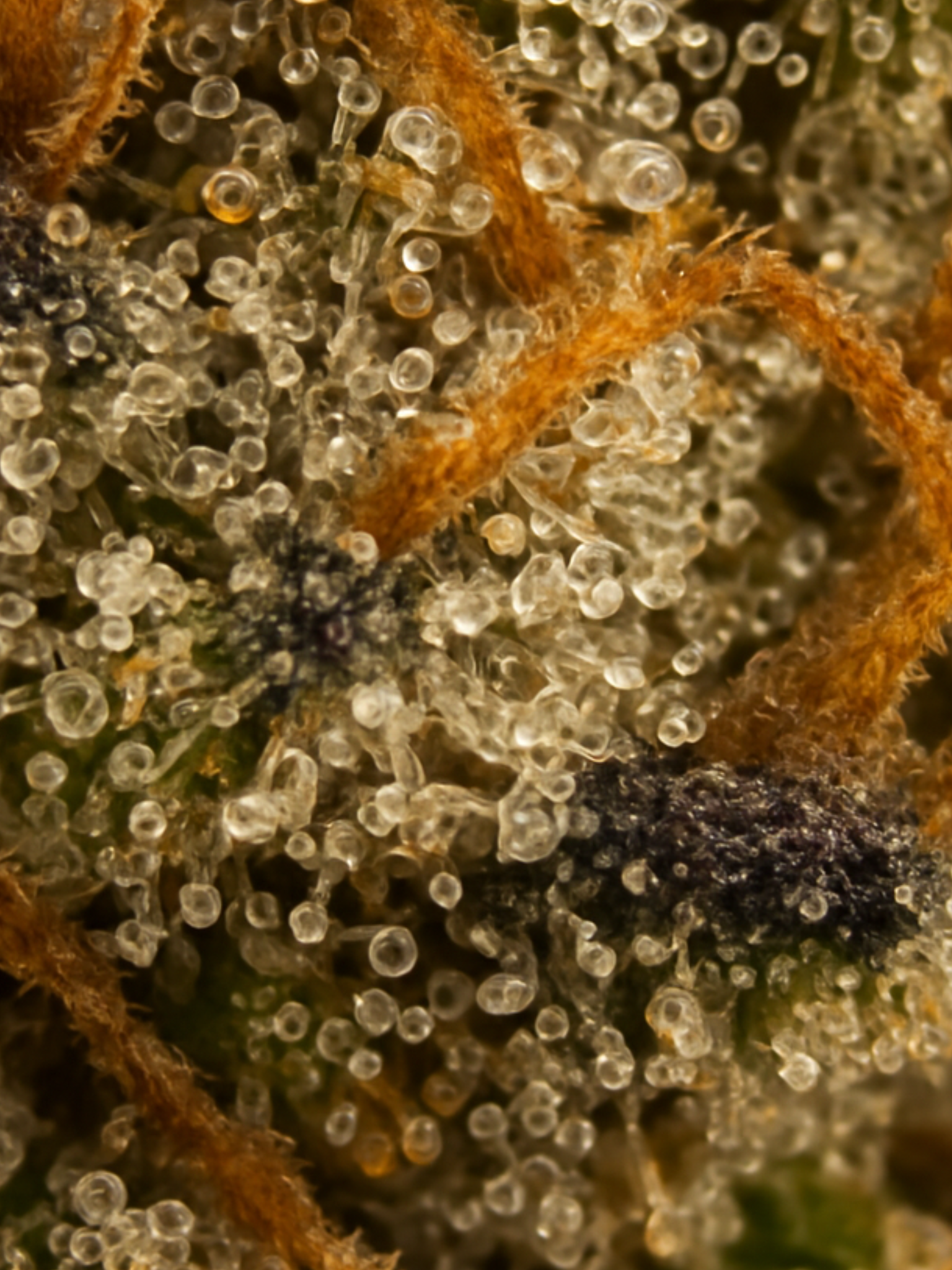 Black Cherry OG
