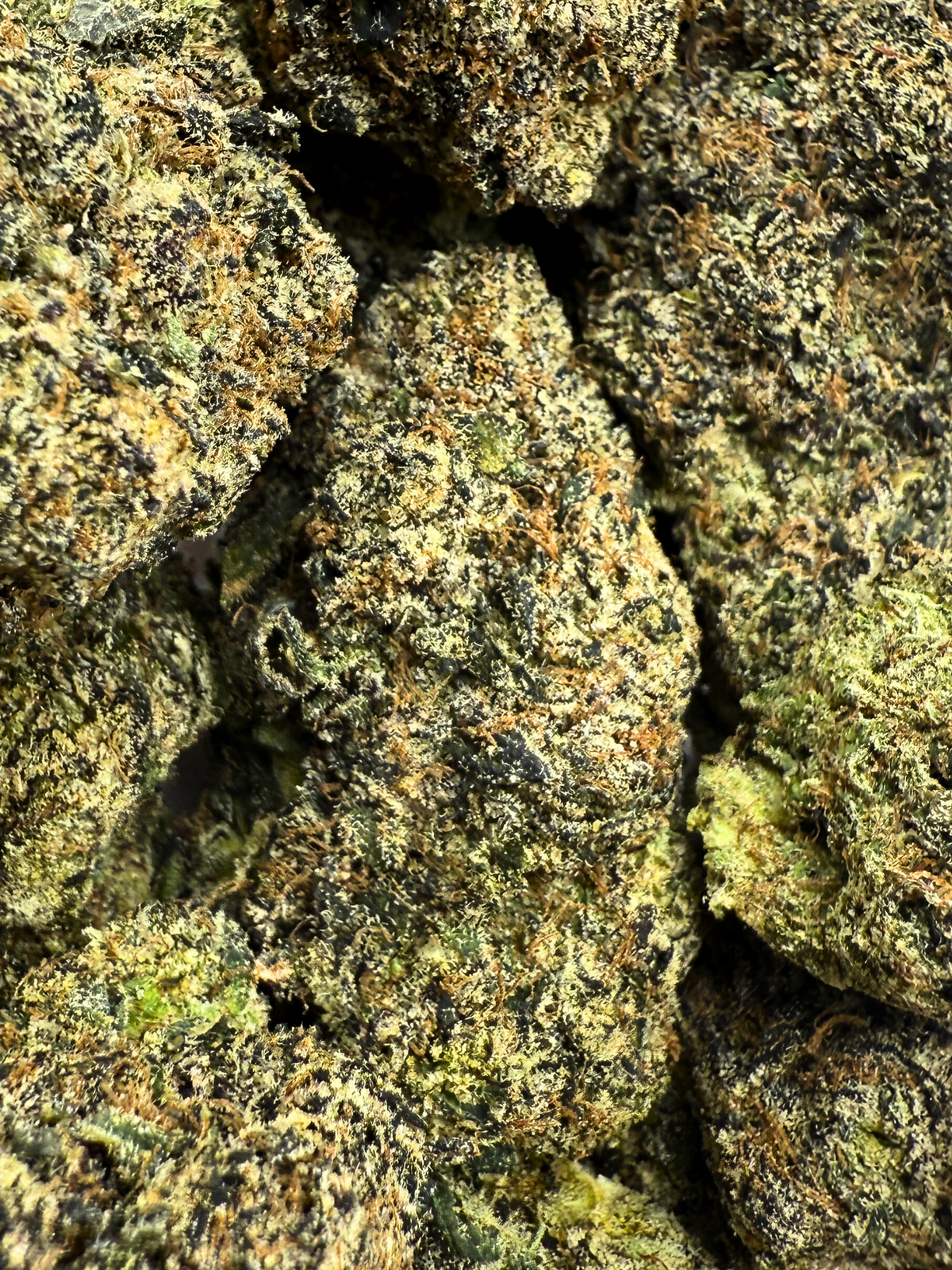 Black Thai Maple THCA Flower August Cannabis Club Indoors Living Soil Closeup