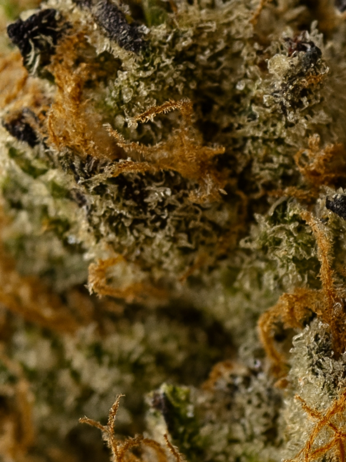 Black Thai Maple THCA Flower August Cannabis Club Indoors Living Soil Closeup