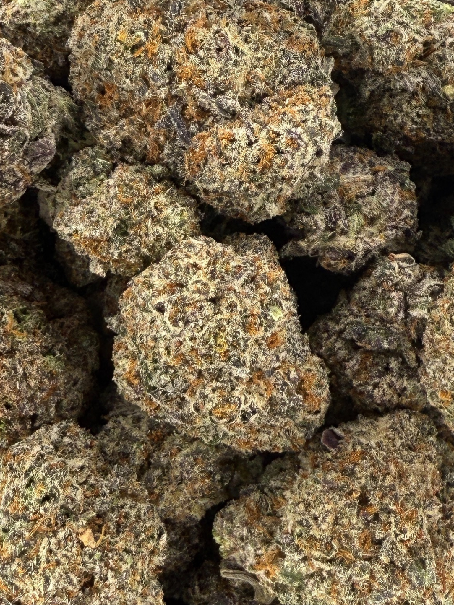 Black Truffles
