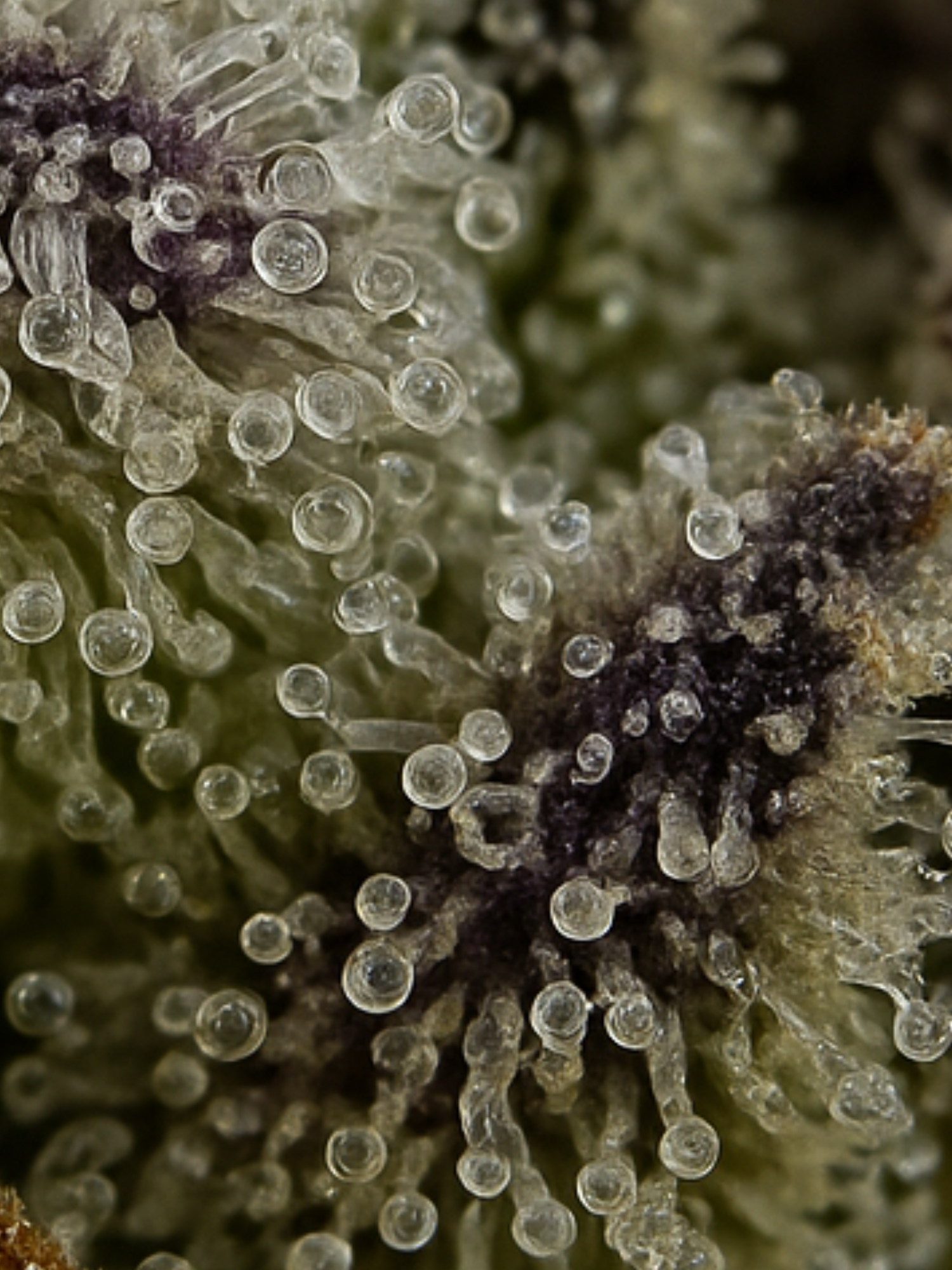 Blue Guava - Exotic Smalls
