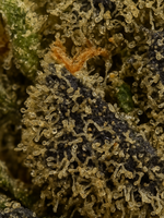 August Cannabis Club THCA Flower  Blueberry