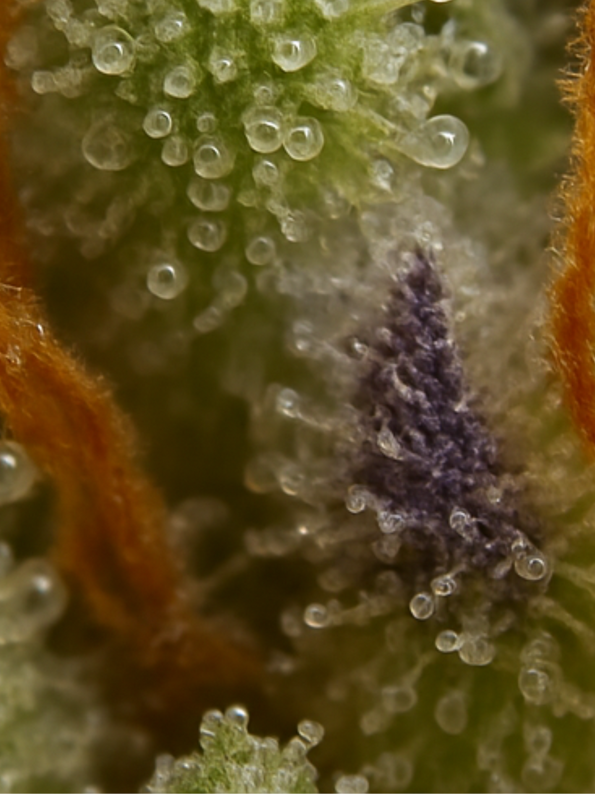 August Cannabis Club THCA Flower  Cherry Chem