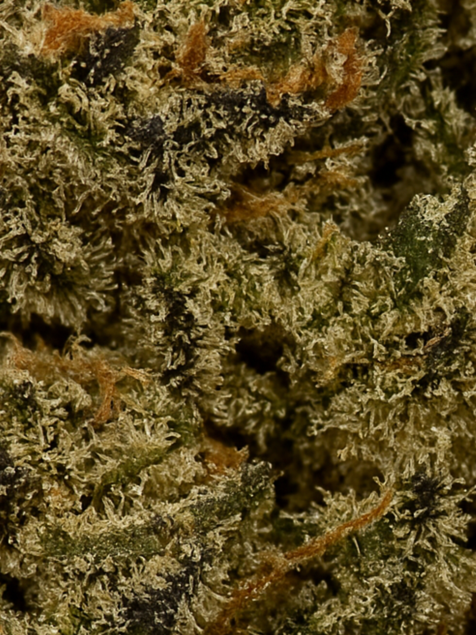 Cherry Pie
