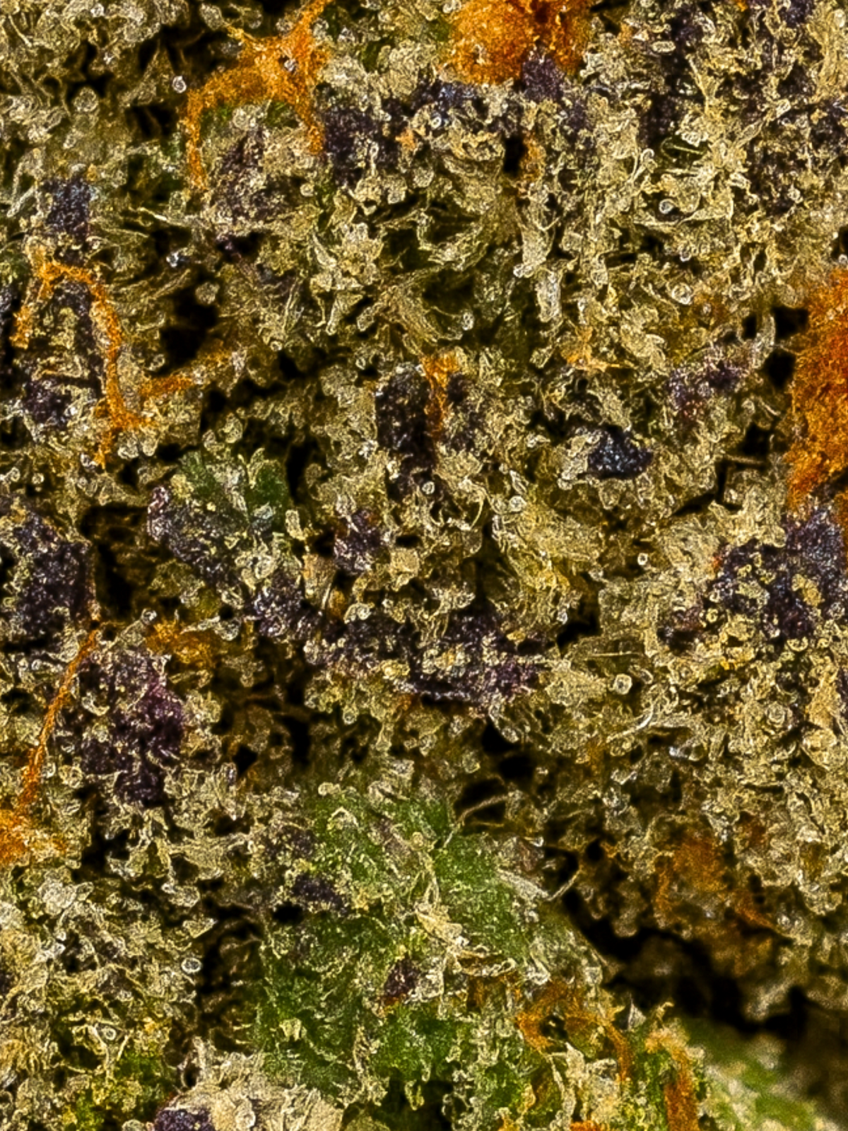 August Cannabis Club Dream Walker THCA Flower Indoor Grown Living Soil