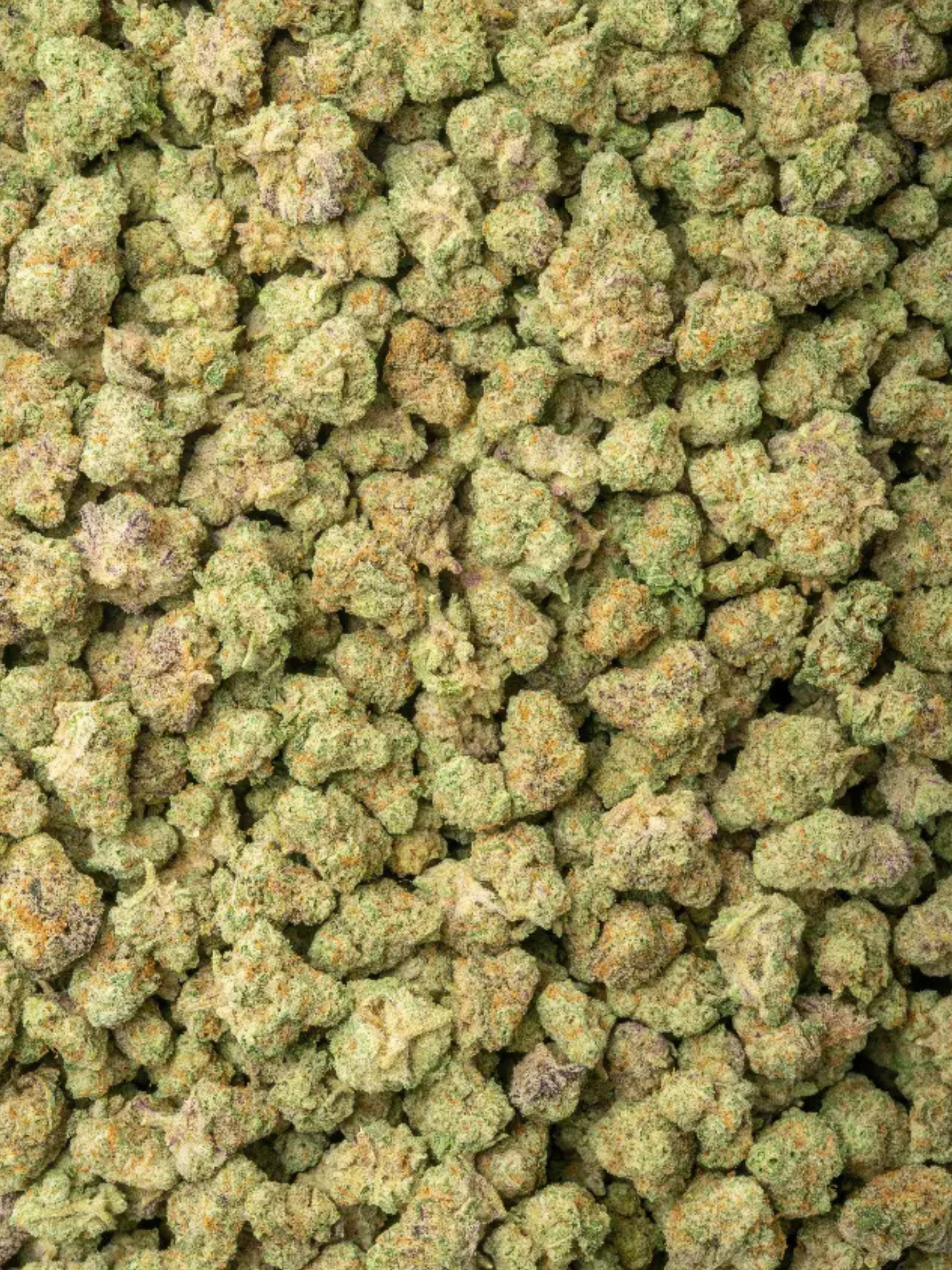 Close-up of Durban Cookies THCa Greenhouse Smalls showing crystal trichomes and bright orange hairs | August Cannabis Club