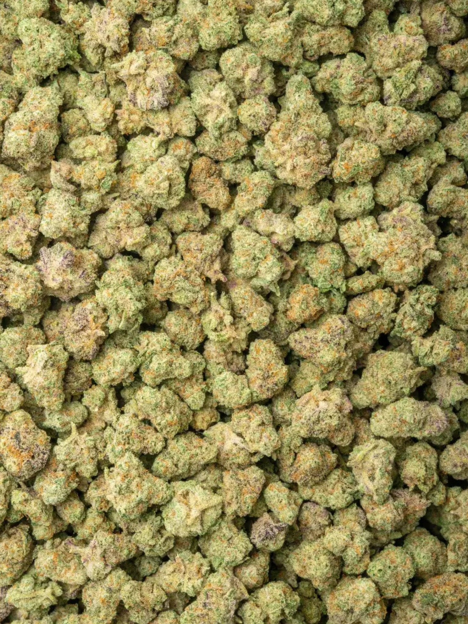 Close-up of Durban Cookies THCa Greenhouse Smalls showing crystal trichomes and bright orange hairs | August Cannabis Club