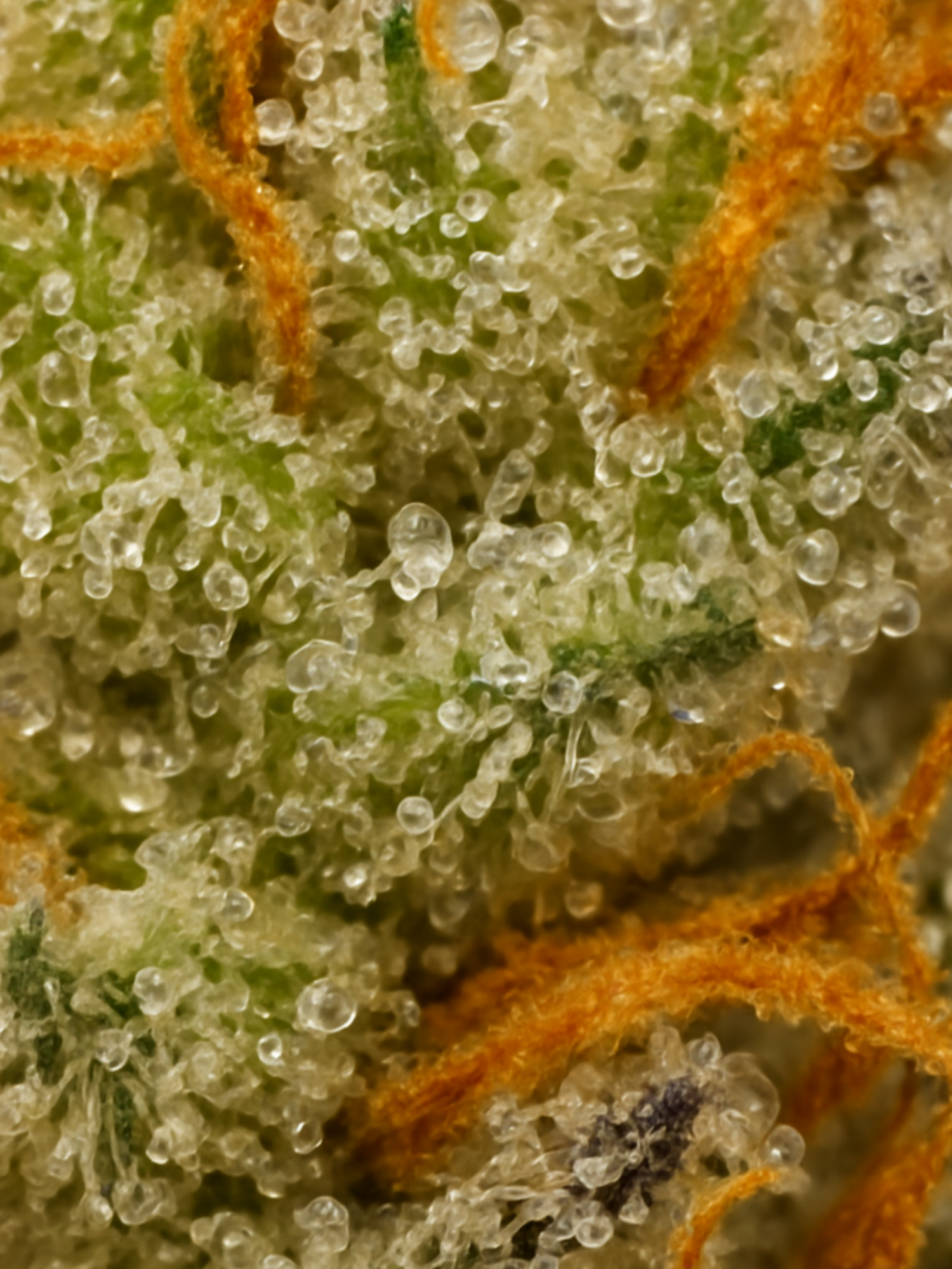 Durban Poison